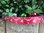 Christmas Browbands