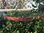Christmas Browbands